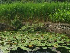 -成都市活水公园