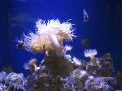 -悉尼海洋生物水族馆