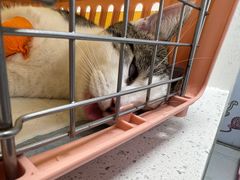 -纳吉亚猫专科动物诊疗中心(蒋宅口分院)