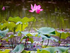 -三圣花乡旅游区