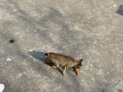 -石炮台公园