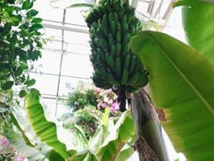 -呀路古热带植物园