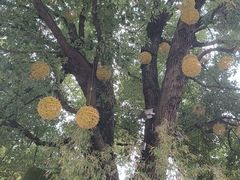 -龙潭水乡