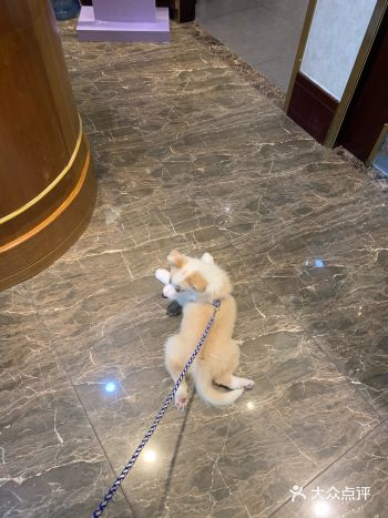 【狗子八联】 狗子回家两周了 过了适应期带来打八联