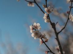 -梅花山(明孝陵内)