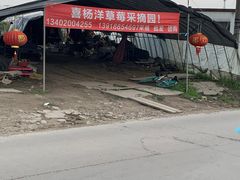-喜杨洋草莓采摘园