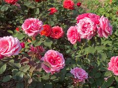 -永定河休闲森林公园