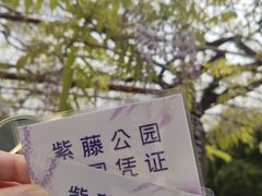 -嘉定紫藤园