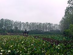 滨湖湿地公园-合肥滨湖国家森林公园