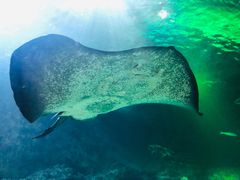 -凯莉-塔尔敦海洋生物水族馆