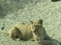 -北京野生动物园