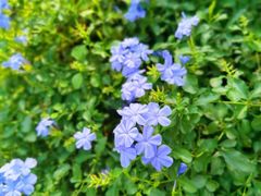 -荔枝公园(福田区)