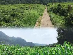 -中国茶叶博物馆(双峰馆区)