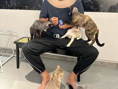 -琪喵猫屋·撸猫猫咖·猫舍