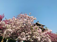 -西安青龙寺遗址景区
