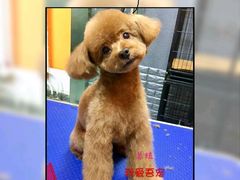 -我爱吾宠宠物美容院(朝阳路店)