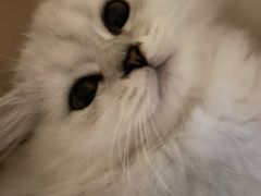 -千城康桥宠物医院·猫科·骨科·心脏