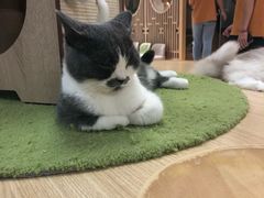 -猫和宫(六道口店)