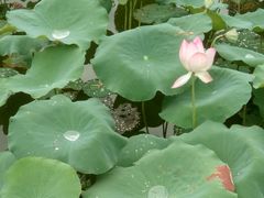 -飞来湖湿地公园