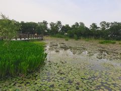 -长兴太湖图影湿地文化园