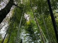 -岣嵝峰国家森林公园