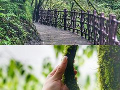 -恩施坪坝营国家森林公园景区