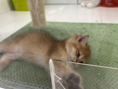 -1013 PET SHOP精品宠物商店(丁香店)