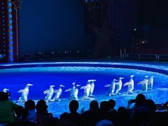 -珠海横琴长隆《卡卡虎奇遇记》