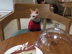 -藏猫猫咖啡主题馆(中央大道店)