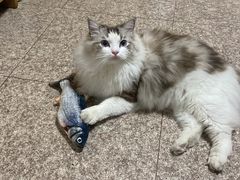 -FAELING PETS美天灵宠物(富力广场店)