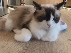 -CAT’S MEWSTAR CAFE·喵星球猫屋(晴湾咖啡店)