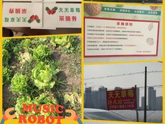 -青浦采草莓天天草莓园