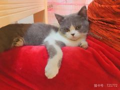 -瑞派福兴宠物医院犬猫全科·骨科·中西医结合(河东店)