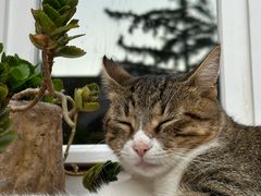 -土耳其与伊斯兰艺术博物馆