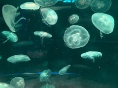 -欢乐海岸海洋奇梦馆