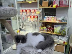 -爱洗澡的猫(天河路店)