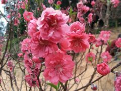 -南国桃园旅游度假区