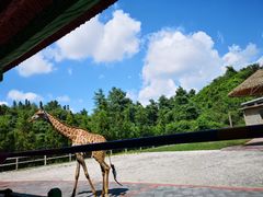 -贵州森林野生动物园