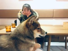-柴务处·柴犬主题狗咖