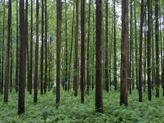 -黄海国家森林公园