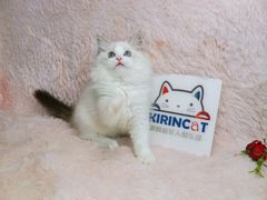 -十年猫舍·猫咪专门店(普陀店)