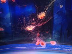 -海合安成都极地海洋公园