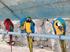 -西霞口神雕山野生动物世界