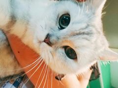 -李小姐の猫咖啡馆(五角场店)