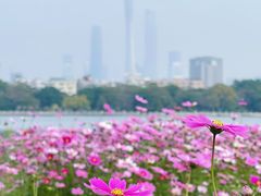 -海珠湖公园