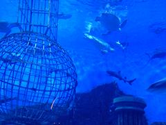 -芜湖新华联大白鲸海洋公园