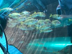 -悉尼海洋生物水族馆