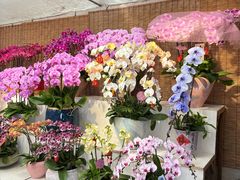 -龙大花卉苗木市场