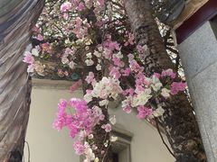 -深圳国际园林花卉博览园