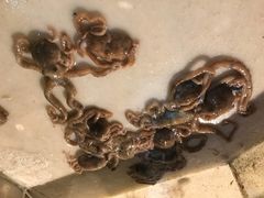 -海峡水产品交易中心(海鲜交易区)